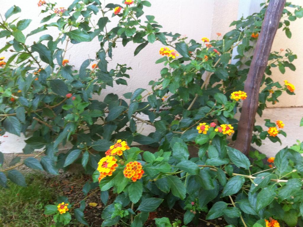 מוסטר Guesthouse Liska מראה חיצוני תמונה