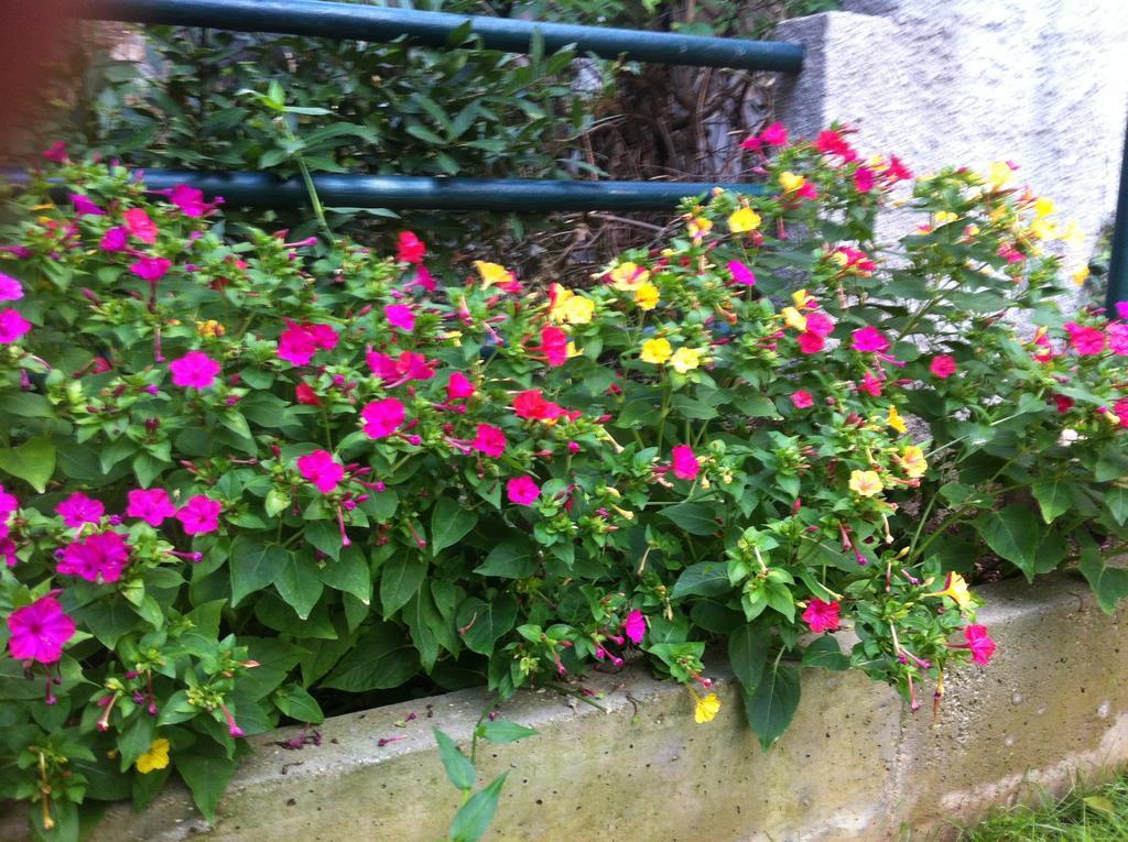 מוסטר Guesthouse Liska מראה חיצוני תמונה